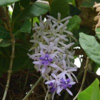 Petrea volubilis L.